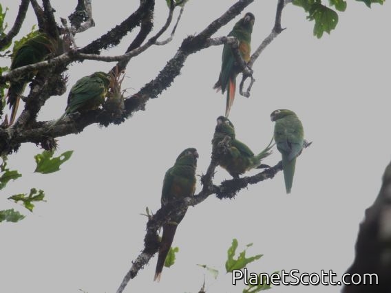 Golden-plumed Parakeet (Leptosittaca branickii)