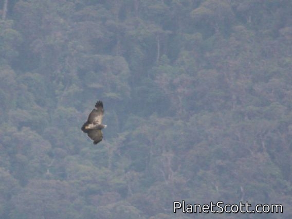 Black-chested Buzzard-Eagle (Geranoaetus melanoleucus)