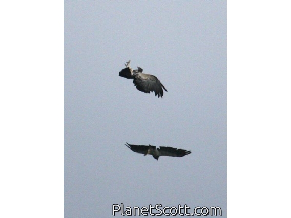 Black-chested Buzzard-Eagle (Geranoaetus melanoleucus)