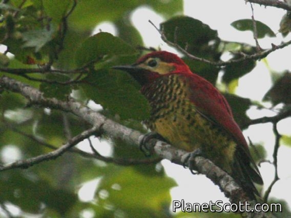Crimson-mantled Woodpecker (Piculus rivolii)
