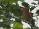 Crimson-mantled Woodpecker (Piculus rivolii)