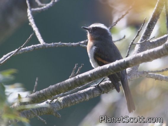 Rufous-breasted Chat-Tyrant (Ochthoeca rufipectoralis)