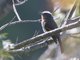 Rufous-breasted Chat-Tyrant (Ochthoeca rufipectoralis)