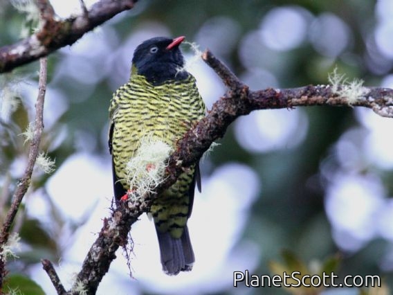 Barred Fruiteater (Pipreola arcuata) Male