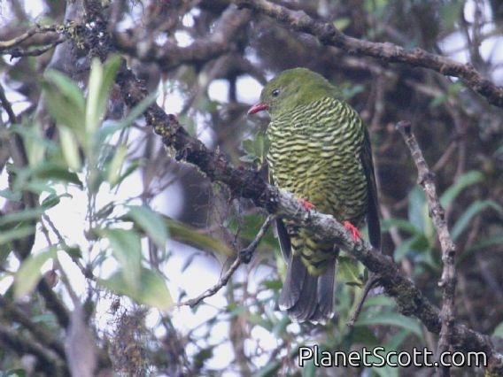 Barred Fruiteater (Pipreola arcuata) Female