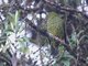 Barred Fruiteater (Pipreola arcuata) Female