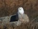 Snowy Owl (Nyctea scandiaca)