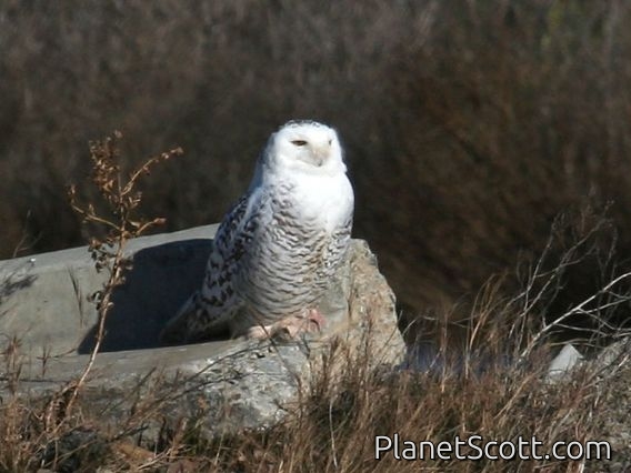 Snowy Owl (Nyctea scandiaca)