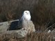 Snowy Owl (Nyctea scandiaca)