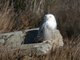 Snowy Owl (Nyctea scandiaca)