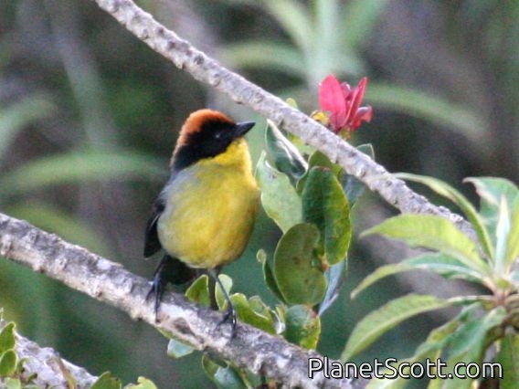 Rufous-naped Brush-Finch (Atlapetes rufinucha)