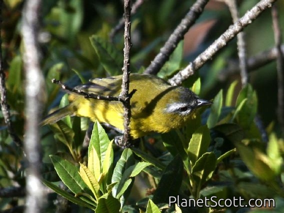 Superciliaried Hemispingus (Thlypopsis superciliaris)