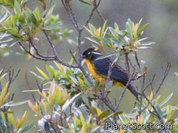 Lacrimose Mountain-Tanager (Anisognathus lacrymosus)