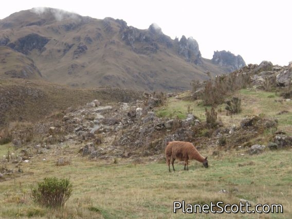 Llama, Cajas National Park