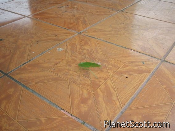 Leaf bug