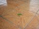 Leaf bug