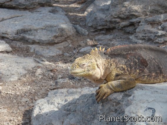Iguana, South Plaza Island