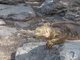 Iguana, South Plaza Island