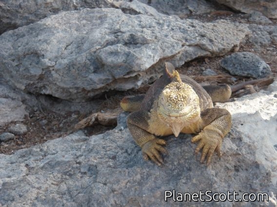 Iguana, South Plaza Island