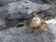 Iguana, South Plaza Island