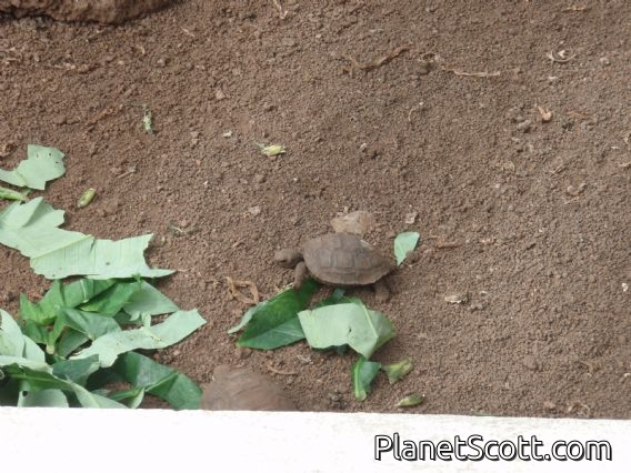 Giant-tortoise-to-be, born in 2006, Charles Darwin Research Center, Santa Cruz Island