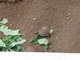 Giant-tortoise-to-be, born in 2006, Charles Darwin Research Center, Santa Cruz Island