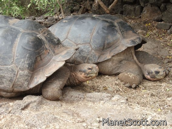 Tortoises, Darwin Center, Santa Cruz Island