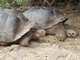 Tortoises, Darwin Center, Santa Cruz Island
