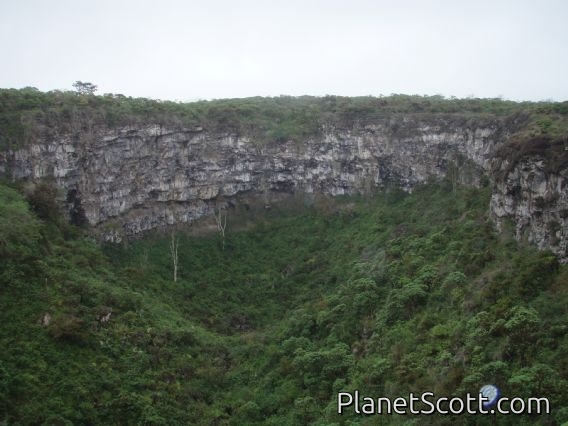 One of Los Gemelos, two sinkholes left by collapsed lava tubes, Santa Cruz highlands