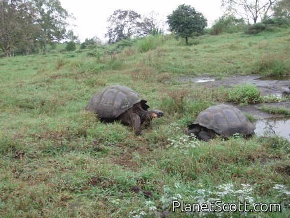 Farm-roaming tortoises, wet green Santa Cruz highlands (it's hot and desert-like at lower altitude)