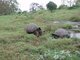 Farm-roaming tortoises, wet green Santa Cruz highlands (it's hot and desert-like at lower altitude)
