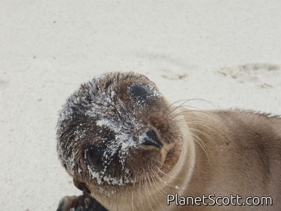 Sea lion glamour shot, Gardener Bay, Isla Española