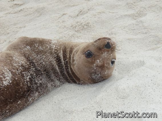 Same curious pup, Gardener Bay, Isla Española