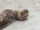 Same curious pup, Gardener Bay, Isla Española