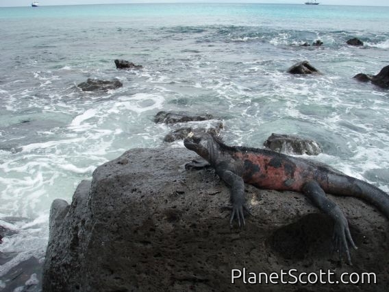 Marine iguana (they swim!), Isla Española
