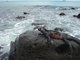 Marine iguana (they swim!), Isla Española