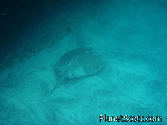Manta ray off Isla Española