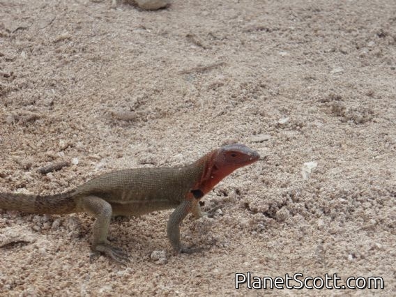 Lava lizard