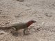 Lava lizard