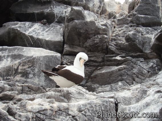 Nazca booby, Punta Suarez, Isla Española