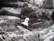 Nazca booby, Punta Suarez, Isla Española