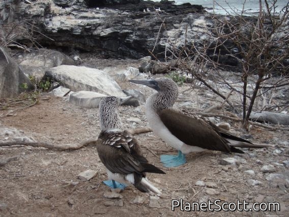 Blue-footed boobies, Punta Suarez, Isla Española