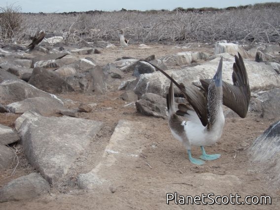 Blue-footed booby mating dance, Punta Suarez, Isla Española