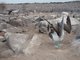 Blue-footed booby mating dance, Punta Suarez, Isla Española