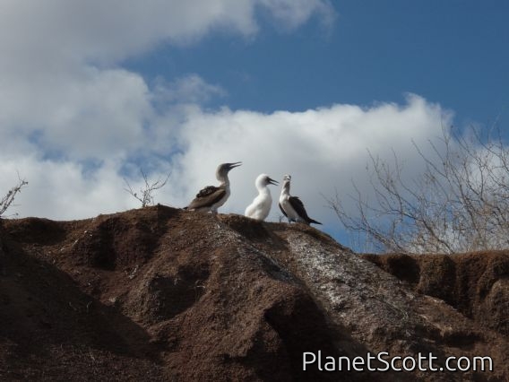 Baby booby, Punta Suarez, Isla Española