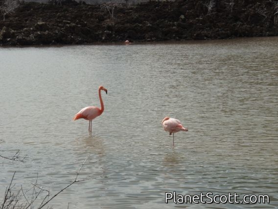 Flamingoes, Isla Floreana