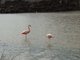 Flamingoes, Isla Floreana
