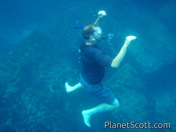 Sea creature off Isla Floreana
