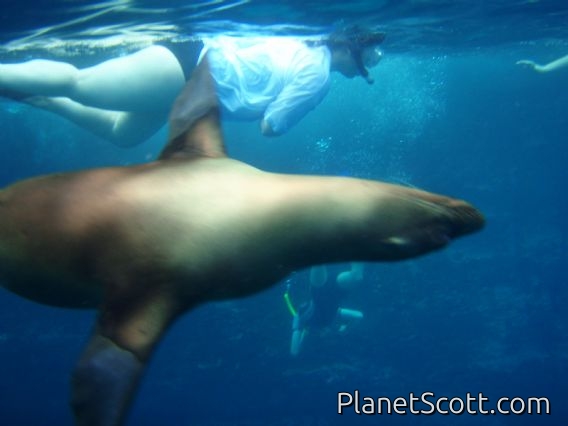 Group snorkel