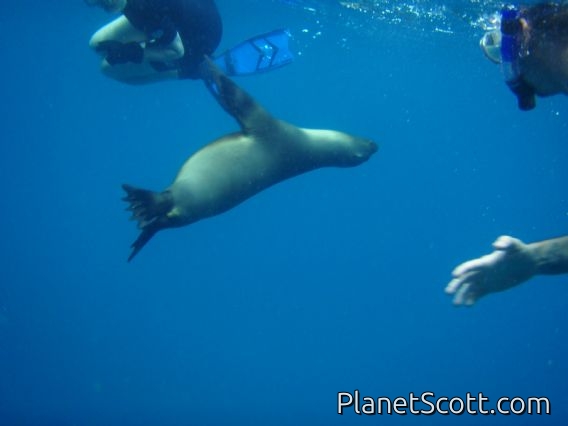 Group snorkel II
